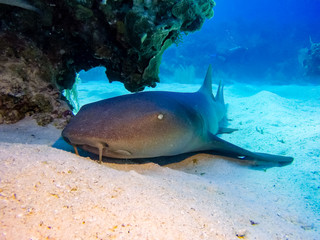 Wall Mural - Nurse shark on the sea floor