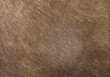 Animal hair skin texture