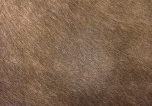 Animal Hair Skin Texture