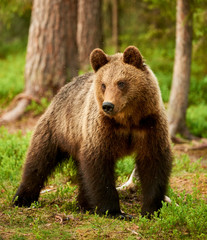 Wall Mural - brown bear in the forest