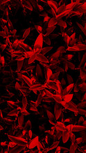 High Contrast Red Leaves Background