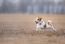 Dog Running And Playing In The Park