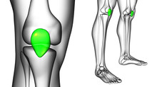 3d Rendering Medical Illustration Of The Patella Bone