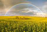 Fototapeta Tęcza - Rainbow over blooming rapeseed in the field