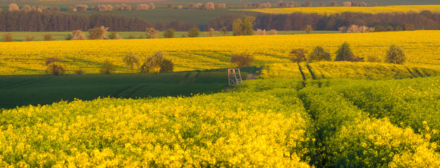 Panorama of a spring field in Germany, agricultural land in Brandenburg