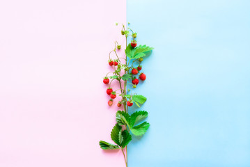 top view of strawberry fruits on bright dual blue and pink color paper background with copy space for text, wild summer health concept