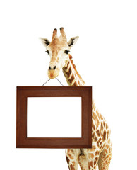 Canvas Print - Giraffe with signboard