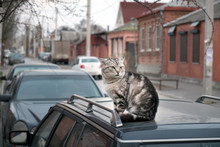 Cat Sitting On The Roof Of The Car