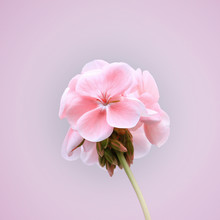 Blossoming Pink Geranium Flower