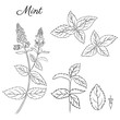 Set of hand drawn mint branch, leaves and flower isolated on white. Hand drawn spicy herbs. Doodle cooking ingredient for design. Vector illustration