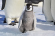 Emperor Penguin chicks in Antarctica