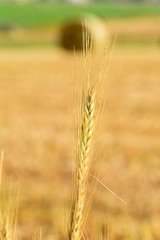 yellow wheat sprig in the sun 