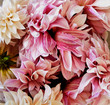 © Connect Images - Chrysanthemums, full frame