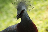 Fototapeta Zwierzęta - Crowned pigeon closed up in Malaysia