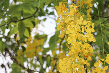 Cassia Fistula Yellow Flowers