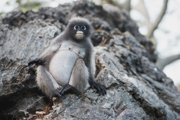 Pregnancy of a female dusky leaf monkey, or spectacled langur (Trachypithecus obscurus). Pregnant animal sits on a rock. Near Prachuap Khiri Khan city. Thailand wildlife