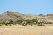 Desert elephants herd walking along Aba Huab river