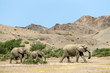 Desert elephants walking near Twyfelfontein valley
