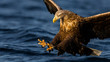 Sea eagle swooping towards water surface