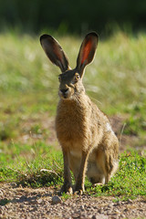 Canvas Print - Lepus europaeus / Lièvre d'Europe