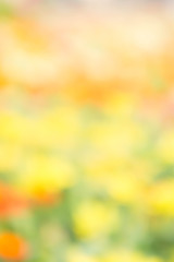 Wall Mural - abstract blur colorful style background