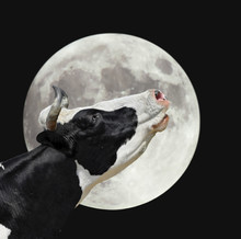 Funny Cow On The Background Of Large Bright Moon. A Black And White Cow Moans At The Moon. Farm Animals.