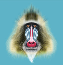 Illustrated Portrait Of Mandrill Monkey