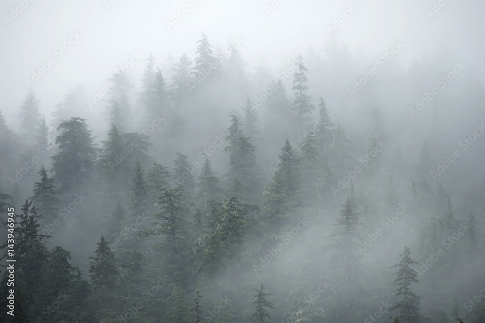 Trees on mountains on foggy morning in Alaska - obrazy, fototapety, plakaty 