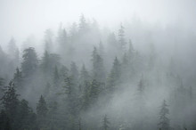 Trees On Mountains On Foggy Morning In Alaska
