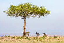 Zebras Standing In The Shade Under A Tree