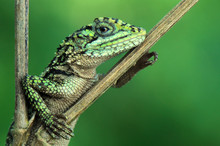 Japalura Lizard