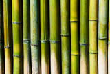 Fototapeta Sypialnia - Green Bamboo wall for textured background