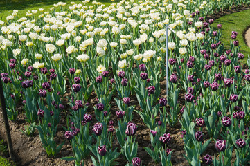 flowers,tulip,and garden