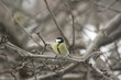 © verynika - Parus major. Синица на ветвях дерева.