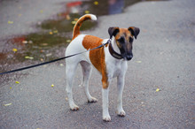 Smooth-haired Fox Terrier
