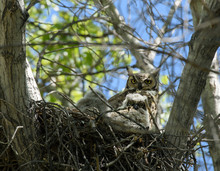 Great Horned Owl With Chicks
