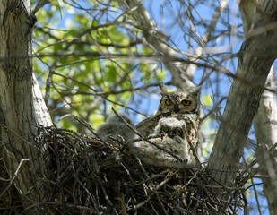 Wall Mural - Great Horned Owl with Chicks