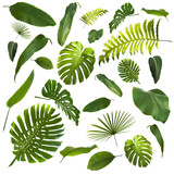 Fototapeta  - Tropical Leaves Background