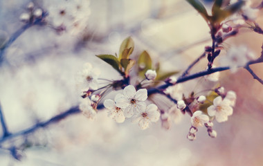 Wall Mural - White flowers of cherry.