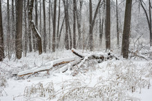 Broken Tree Under The Snow
