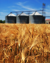Farm, Wheat Field With Grain Silos For Agriculture
