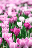 Fototapeta Tulipany - Springtime crocus flowers with colour changed