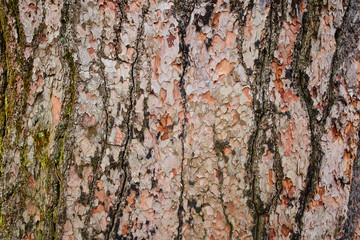 Bark Tree Texture