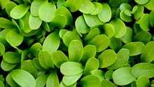Many Small Green Leaves Background Texture