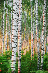  summer in sunny birch forest