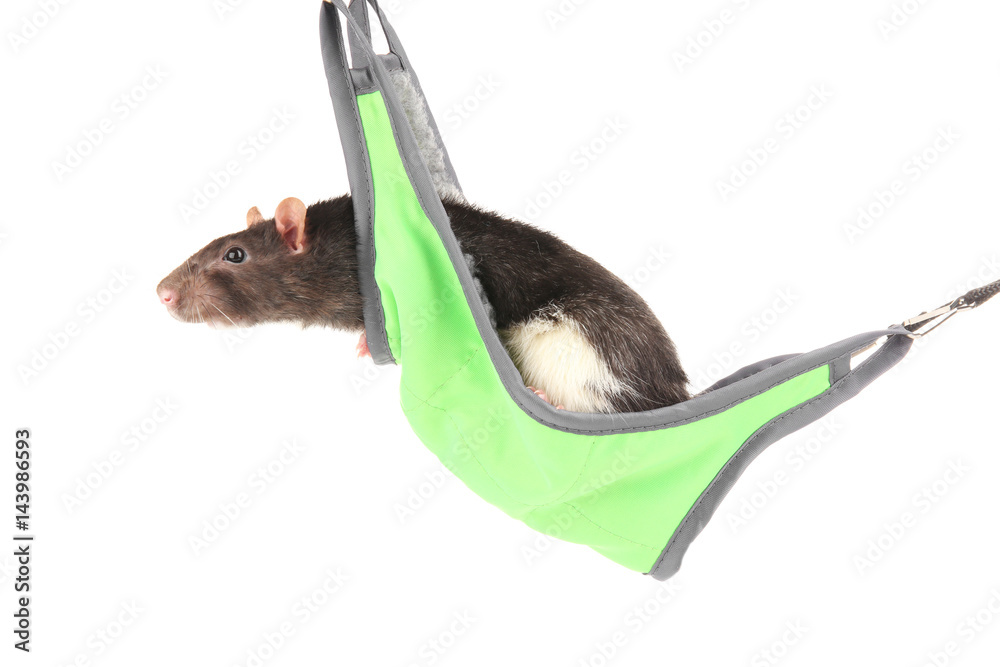 Cute funny rat in hammock on white background