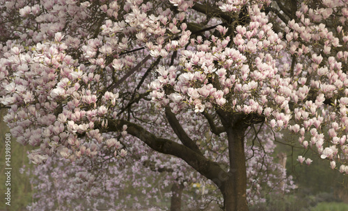 Plakat Magnolie (Magnolia)