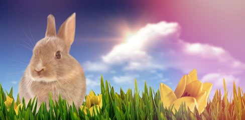 Wall Mural - Composite image of close-up of easter bunny