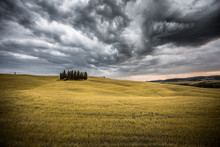 Scenic View Of Cypress Trees In Yellow Meadow Field Against Cloudy Sky