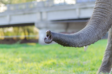 Elephant animal detail feeding